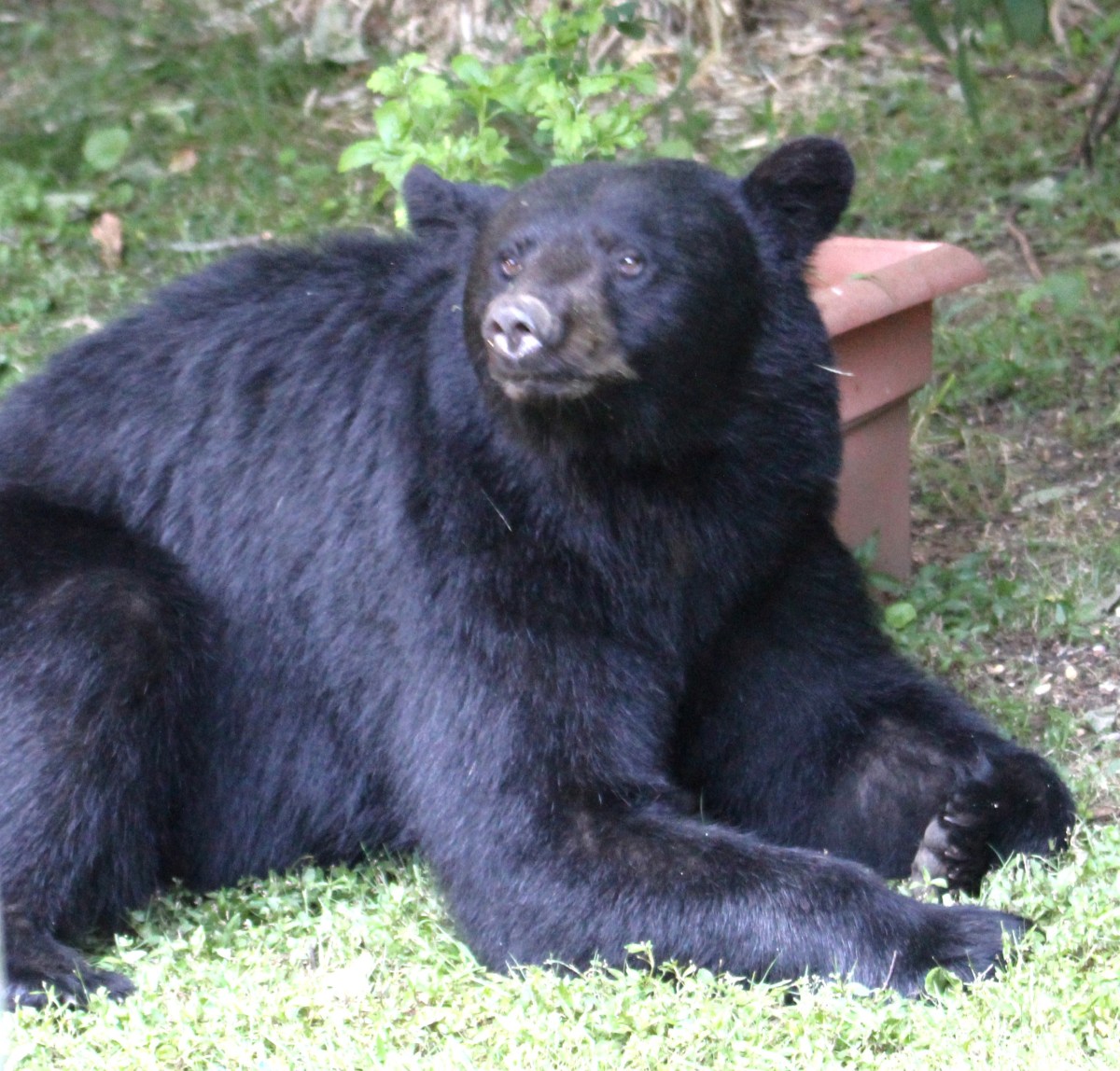 Robin’s Summer Birds and a&nbsp;Bear!