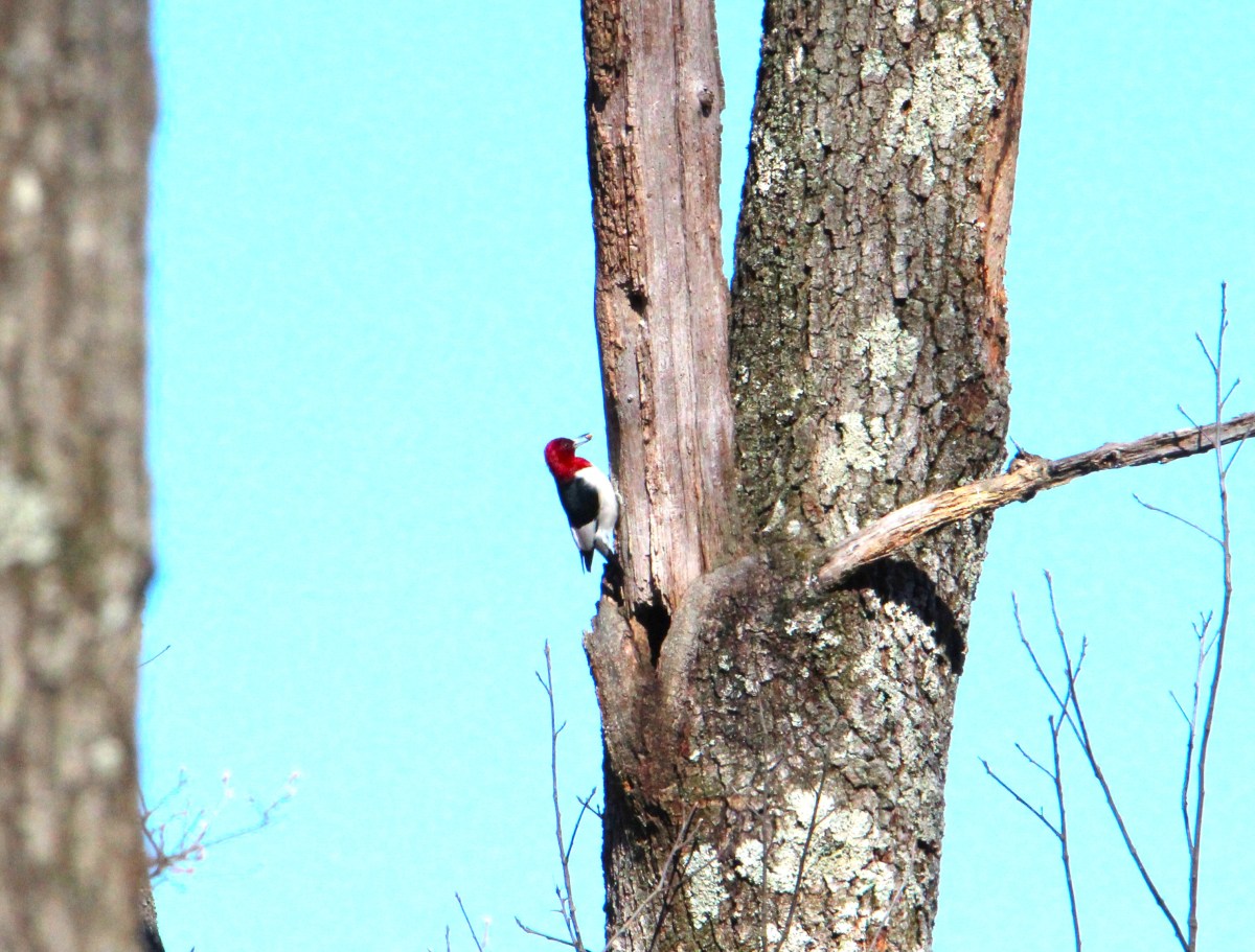 Fall Migration 2024 Was&nbsp;Fantastic!