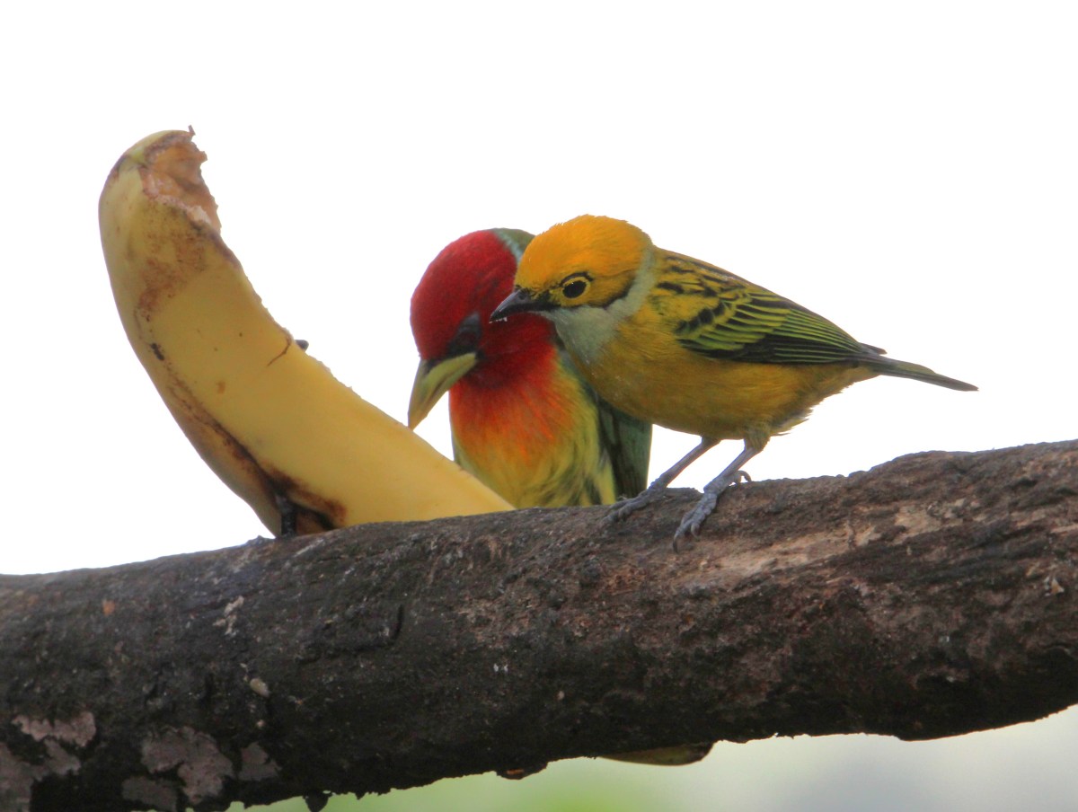 My Big Year! Costa Rica-Part&nbsp;1!