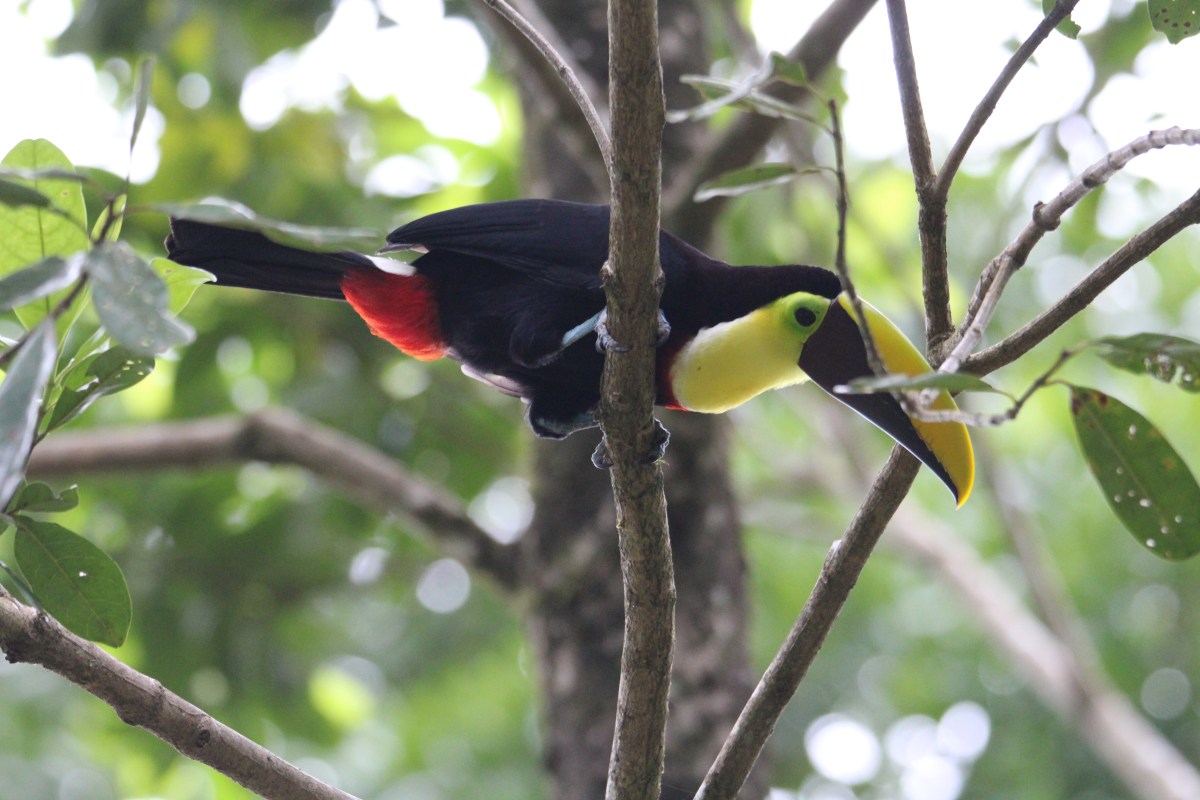 My Costa Rica Adventures-Part&nbsp;2!