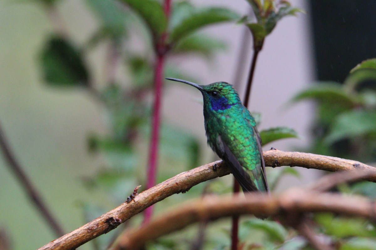 Happy Green Birds&nbsp;Day!